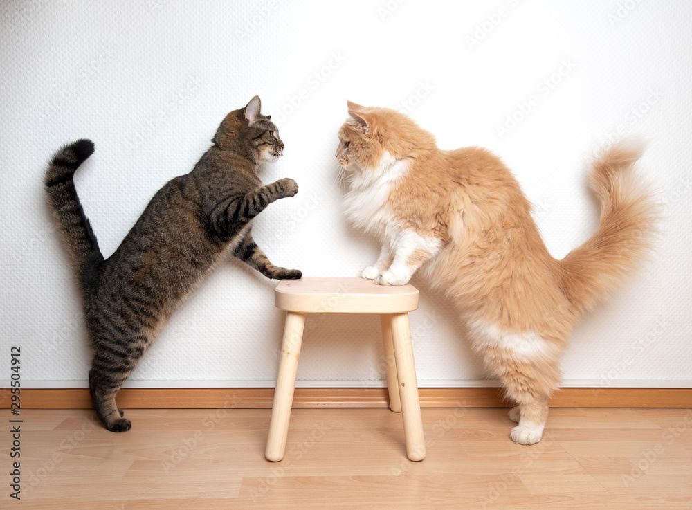 two cats armwrestling fight battle. side view of two cats facing each