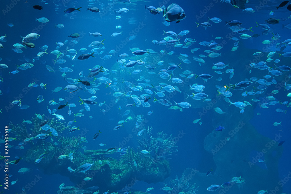 Fish in aquarium glass tank