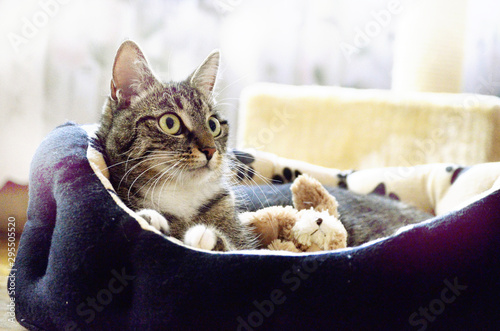 Junge Katze in Körbchen