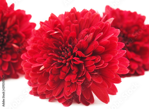 Beautiful red chrysanthemums. © ANASTASIIA