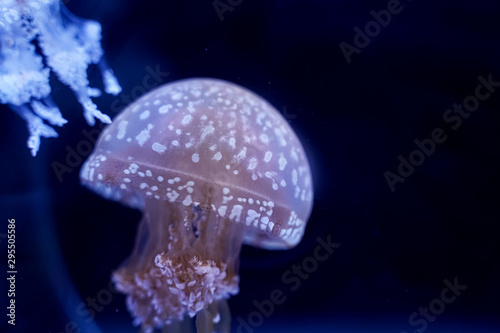 Spot Jellyfish black background underwater © Thanunchakorn
