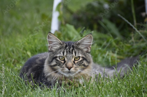 Gray Tabby Cat