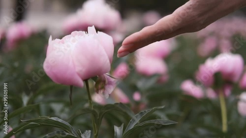 Beautiful pink peony background. Wedding background, valentines day concept.