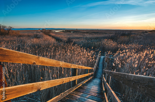 Bild auf Leinwand Landscape photo of a cane thicket during the golden hour in Grado - Friuli Venez