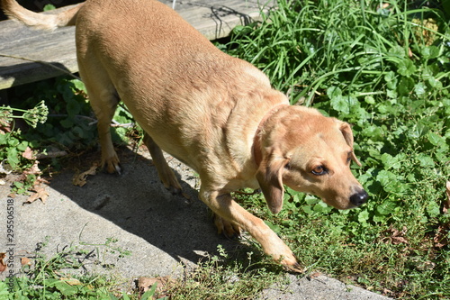 Small brown dog