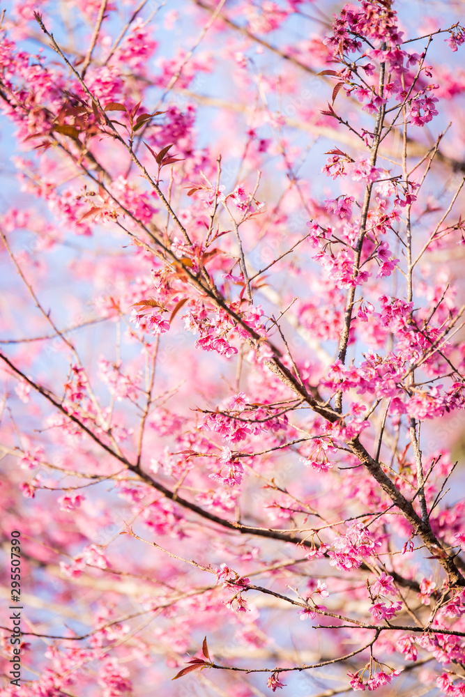 The wild himalayan cherry blossom in Thailand The wild himalayan cherry blossom in Thailand
