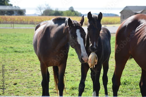 Horses eating corn