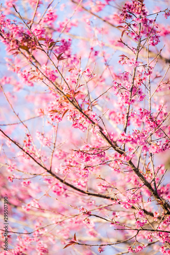 The wild himalayan cherry blossom in Thailand