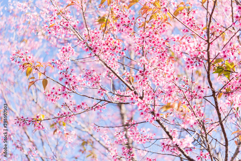 The wild himalayan cherry blossom in Thailand The wild himalayan cherry blossom in Thailand