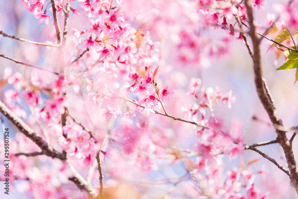 The wild himalayan cherry blossom in Thailand The wild himalayan cherry blossom in Thailand