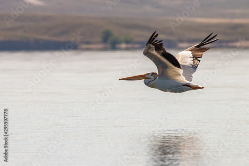 pelicans in flight © Phil Hills