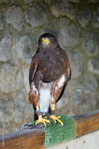 Aigle ravisseur