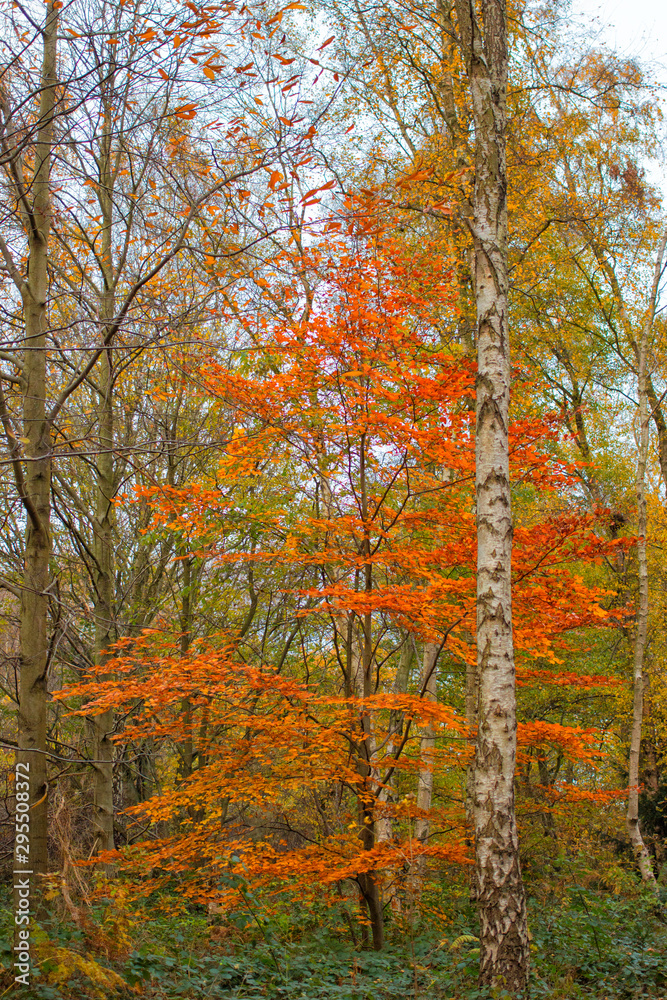 Clumber Park autumn trees. Autumnal colours - tree in woodland. Background nature forest scene. Clumber Park autumn trees. Autumnal colours - tree in woodland. Background nature forest scene.