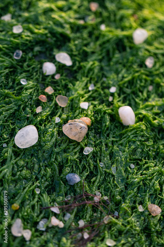 Moss, pebbles, grass macro close up texture