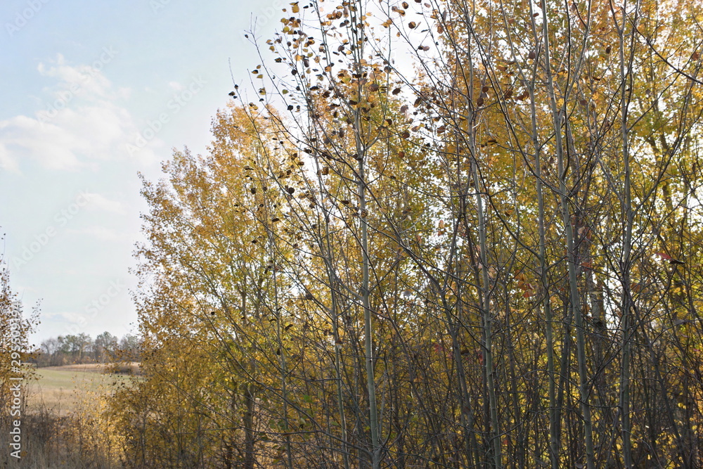trees in autumn trees in autumn