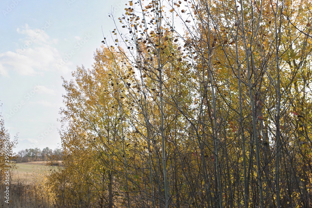 trees in autumn