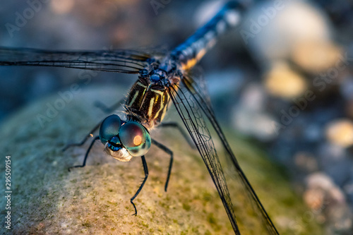 Dragonfly on Rock at Beach Macro Close-up © Mark