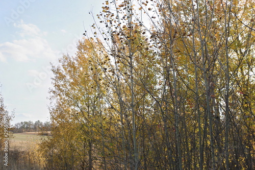 trees in autumn