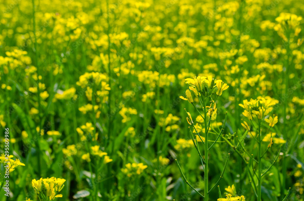 Yellow Mustard flowers