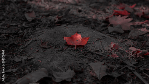 Fototapeta Naklejka Na Ścianę i Meble -  red color maple leaf  on the ground .