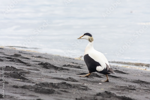 The bird goes along the coast. Common eider, Somateria mollissima, Iceland.