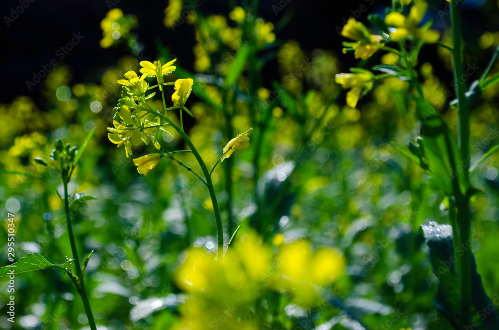 Yellow flowers Yellow flowers