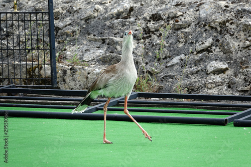 Cariama Huppé photo