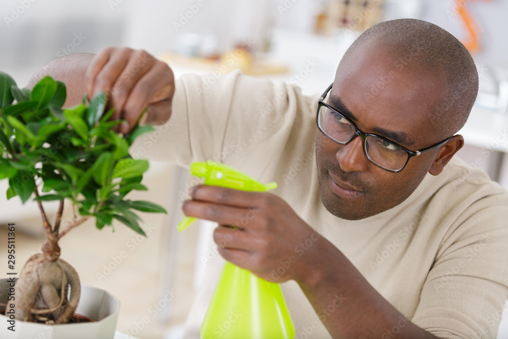 bonsai care and tending houseplant growth bonsai care and tending houseplant growth