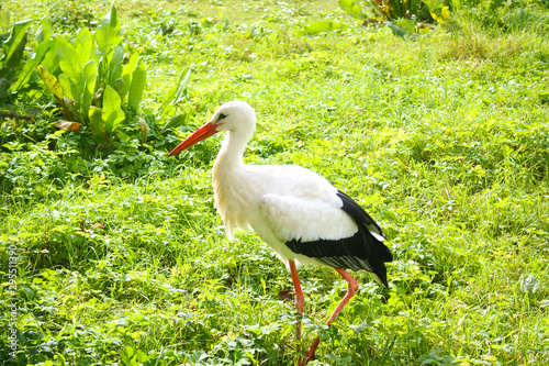 white stork in the grass