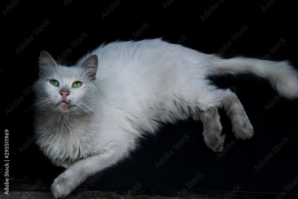 white cat and black background