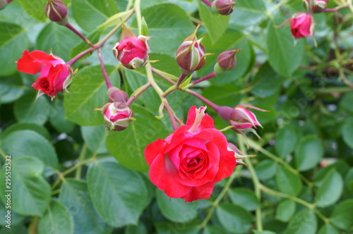 Red rose in botanical garden