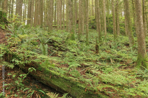 Second Growth Forest