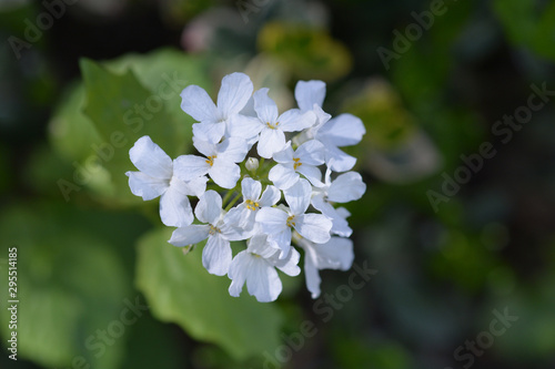 Caucasian pennycress