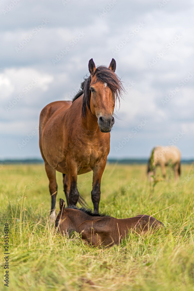 Horses graze in the meadow on a summer day.