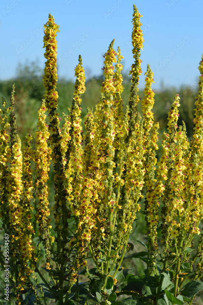 Obraz premium Black mullein