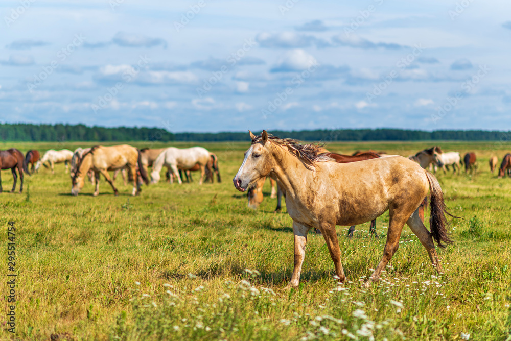 Horses graze in the meadow on a summer day.