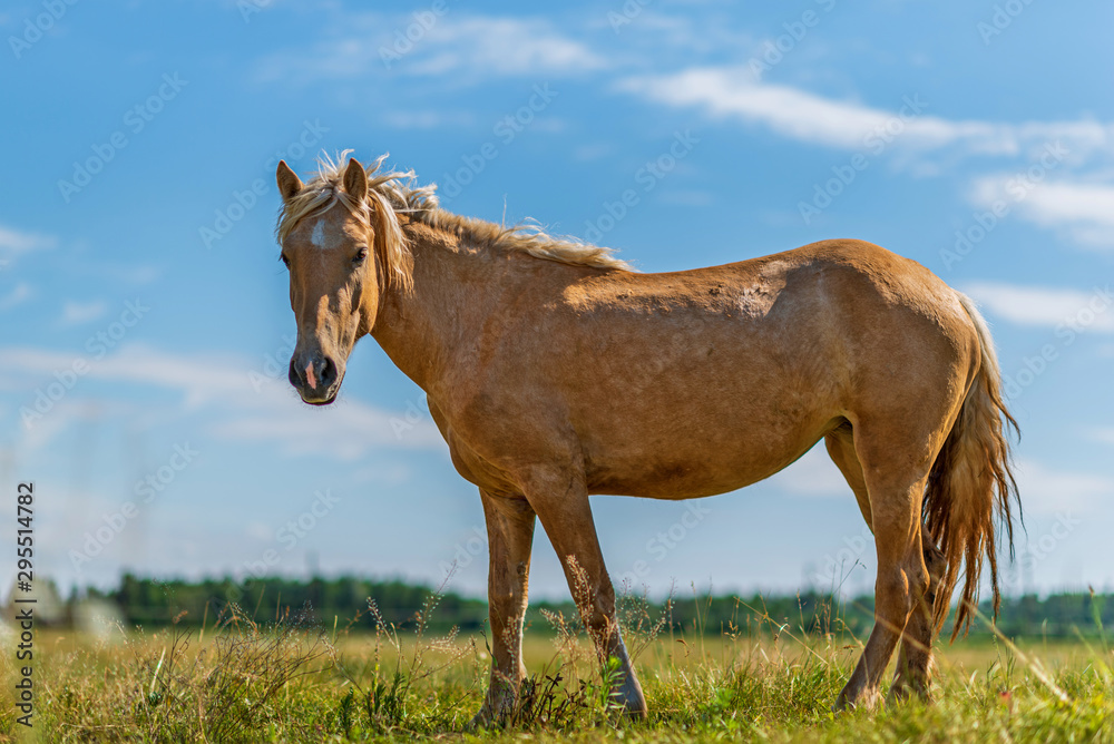 Horses graze in the meadow on a summer day. Horses graze in the meadow on a summer day.
