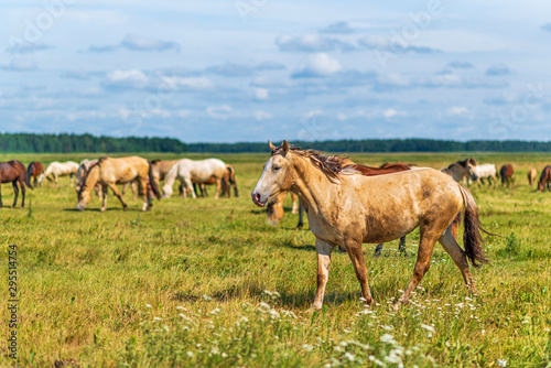 Horses graze in the meadow on a summer day.
