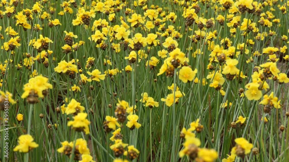 close up field of yellow daisy in the garden close up field of yellow daisy in the garden
