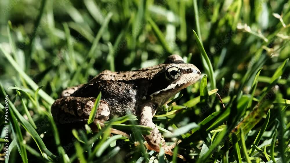 close up view of a green frog among the grass. Common frog sitting under sunlight. Nature theme video close up view of a green frog among the grass. Common frog sitting under sunlight. Nature theme video