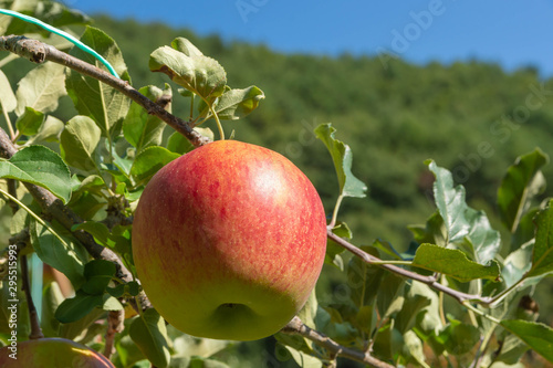 apple fuji