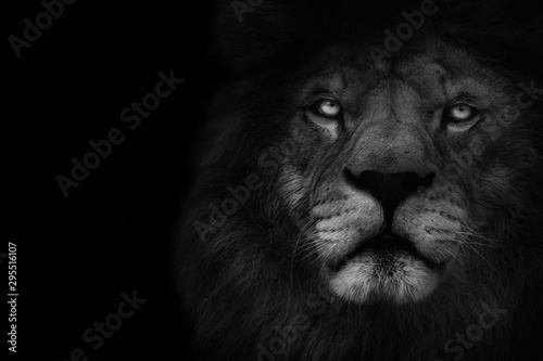 Dark lion