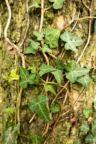 ivy on a trunk