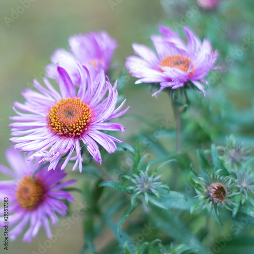New England Asters in fall