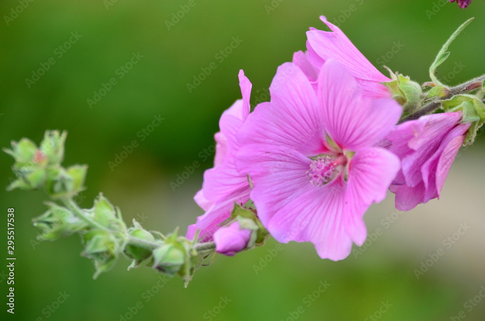 Obraz premium pink flower