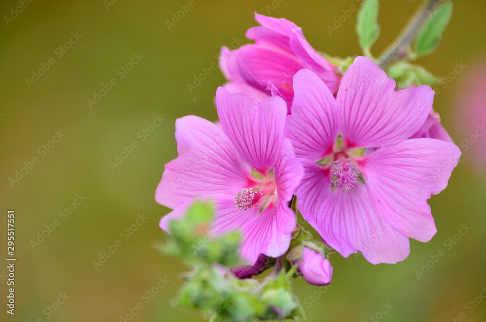 pink flower pink flower