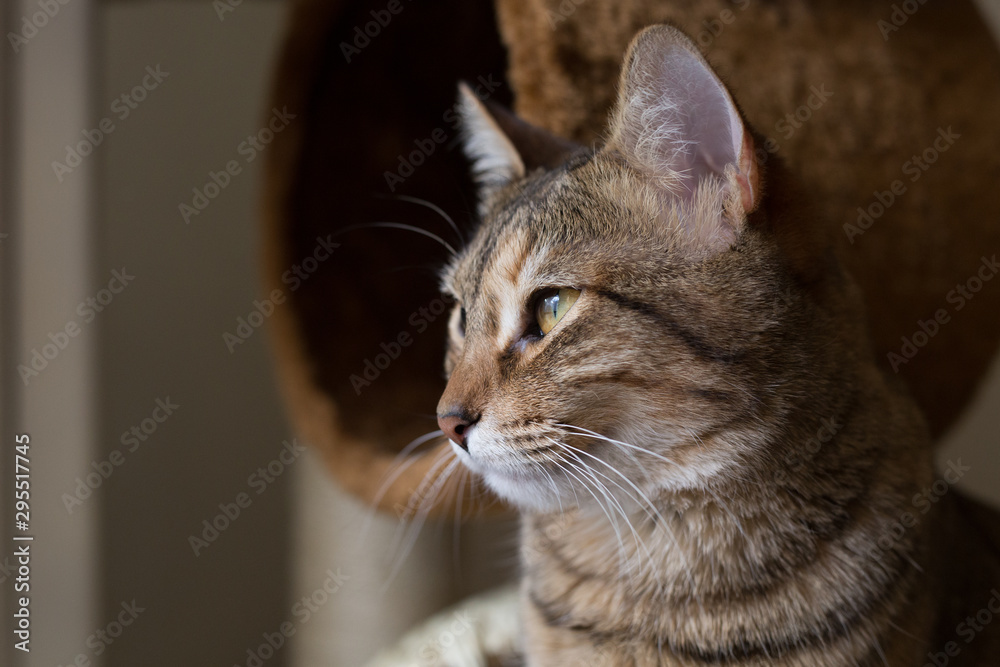 Gato atigrado, dorado mirando desde rascador, mascota en casa Gato atigrado, dorado mirando desde rascador, mascota en casa