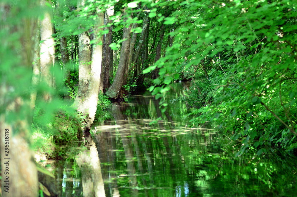 Fototapeta premium river in the forest