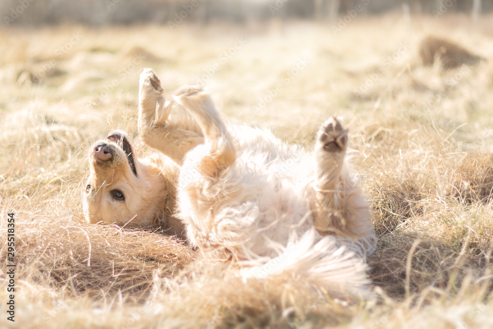 Fototapeta premium Golden Retriever