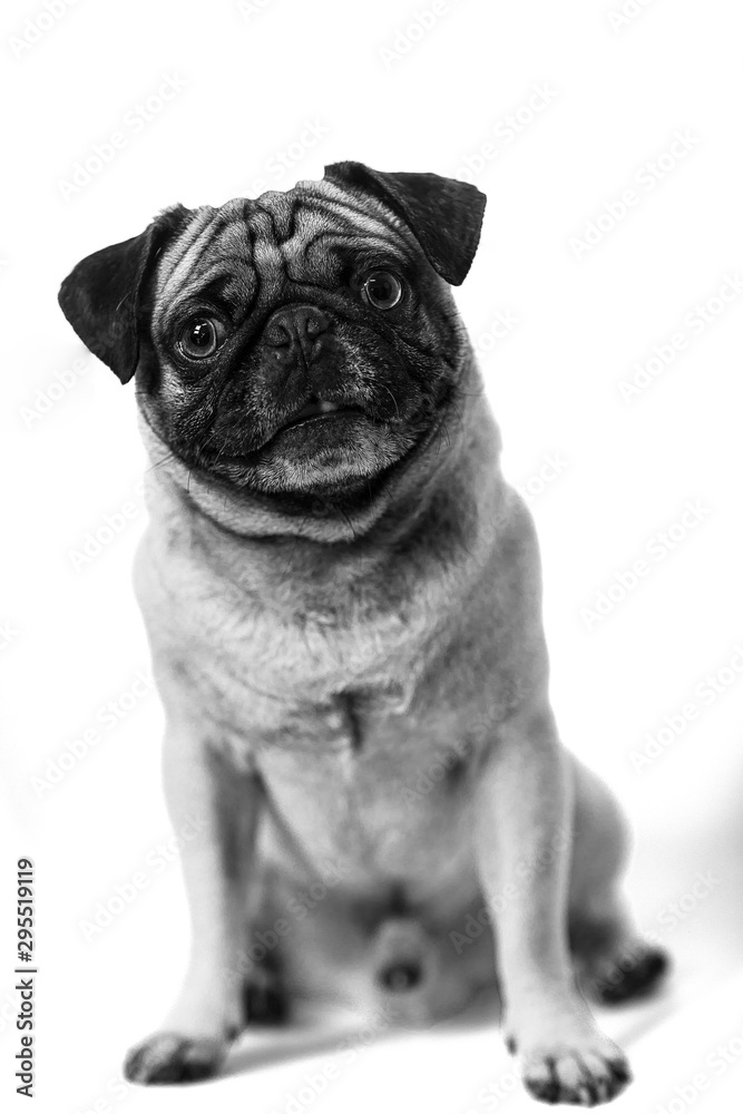 Pug sentado